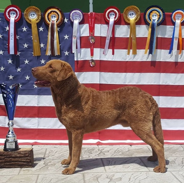 predstavitel plemena